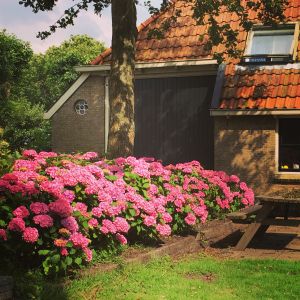 Prachtige hortensia haag